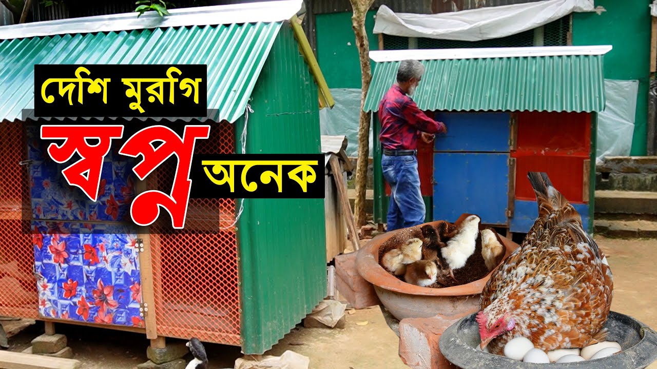 দেশি মুরগি পালন পদ্ধতি - স্বল্প পুঁজিতে দেশি মুরগির খামারে স্বপ্ন দেখাচ্ছে এই উদ্যোক্তাকে...