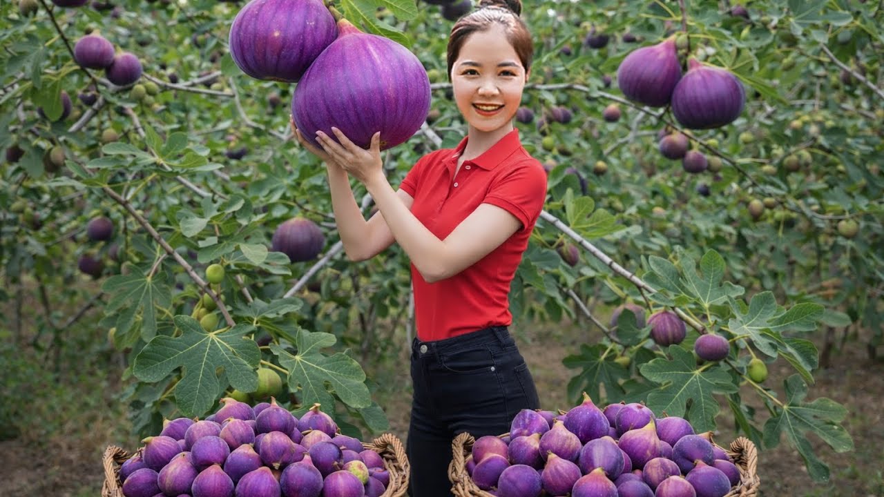 Harvesting 1000+KG of giant purple FIFS to sell - Life in the countryside.