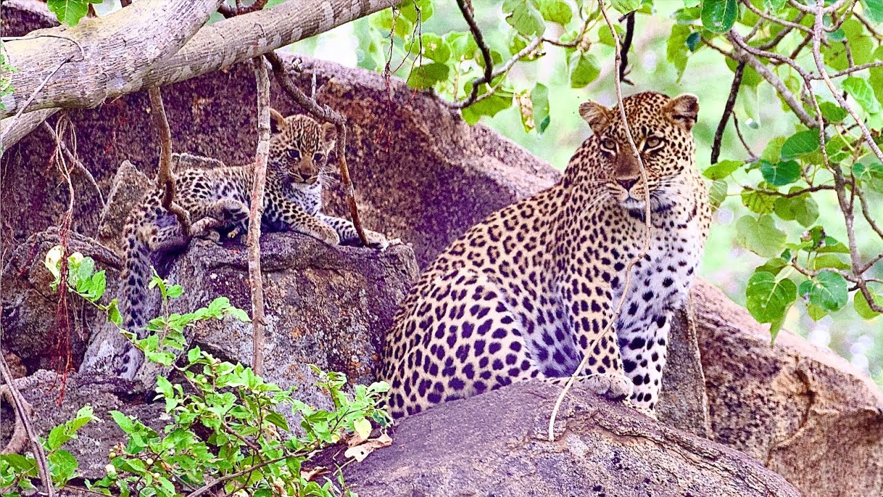 Watchful Leopard Mom With Her Playful Cub #leopard #krugernationalpark #leopardcub