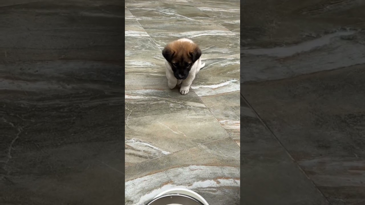 Paw-tapping Pup‘s Food Prayer 