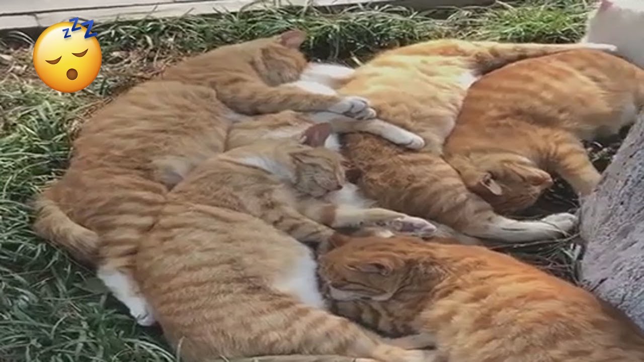 Group Of Cute Ginger Cats Sleeping Together