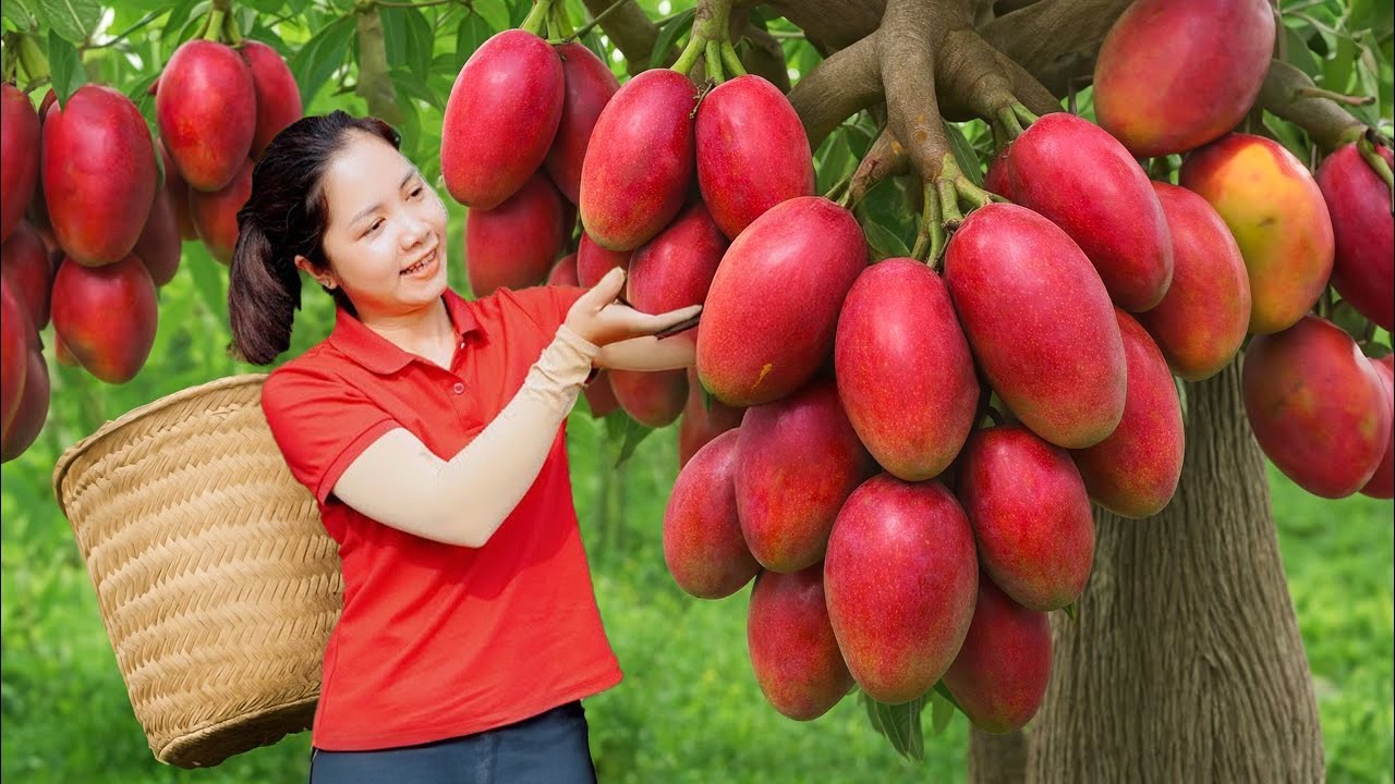 Harvesting Australian Red Mango Goes To Market Sell, Farm Work with Husband | Daily Garden