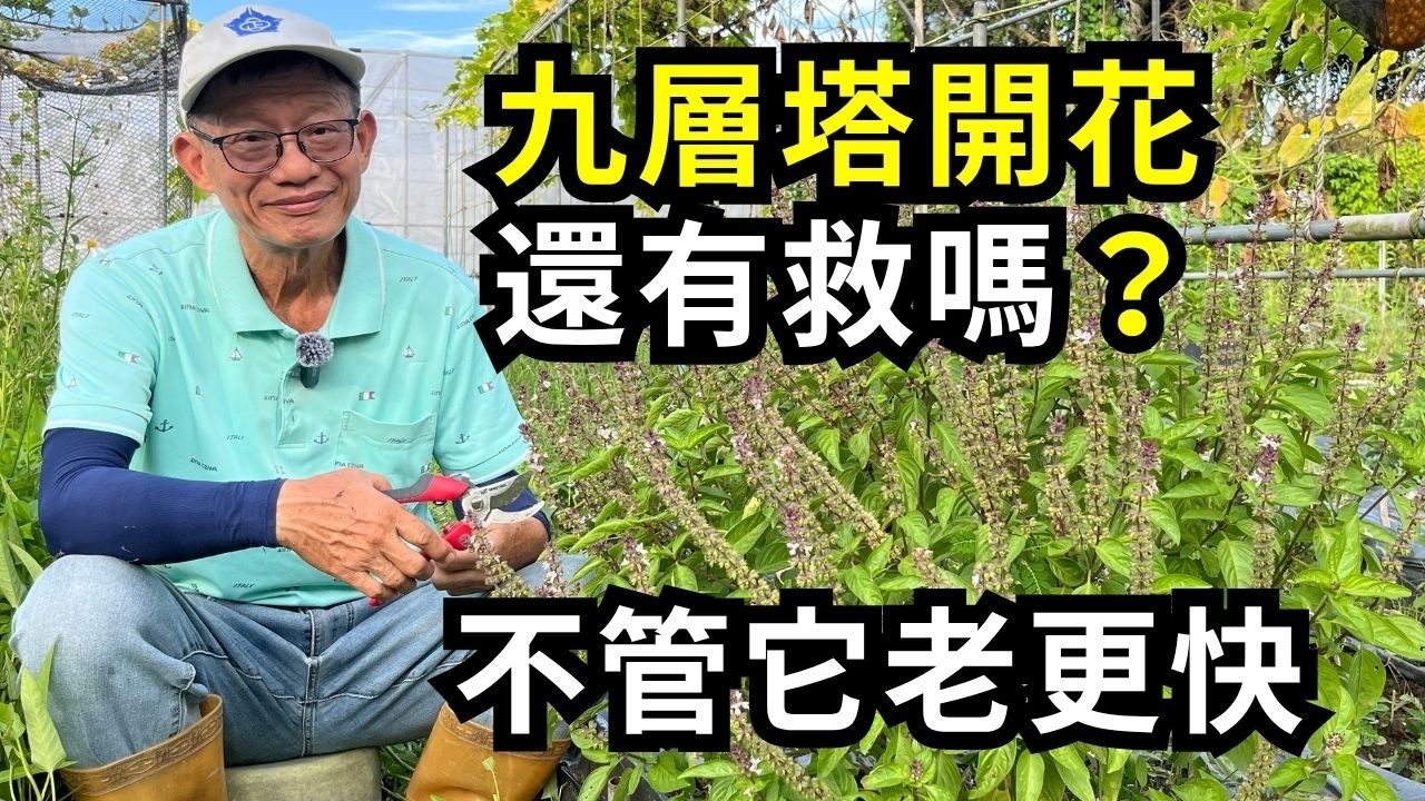 九層塔老化開花還有救嗎?3步驟救回開花的九層塔，剪對枝條重長新葉，讓九層塔回春| 阿星種植