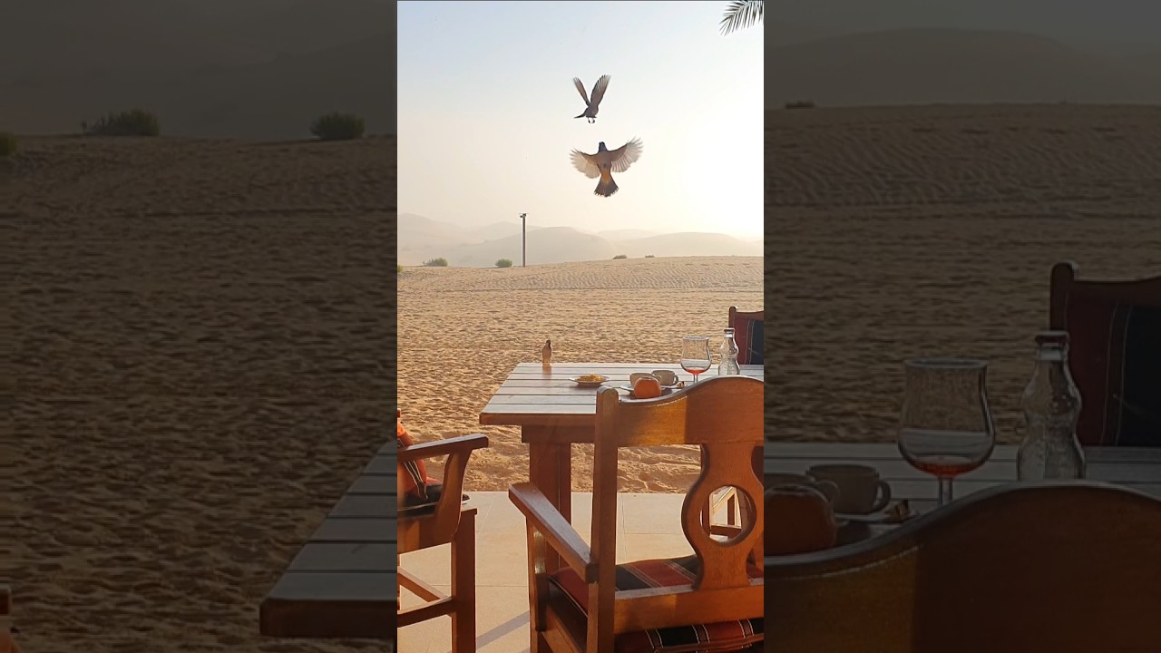 Thief birds in telal resort al ain 🕊🏜
