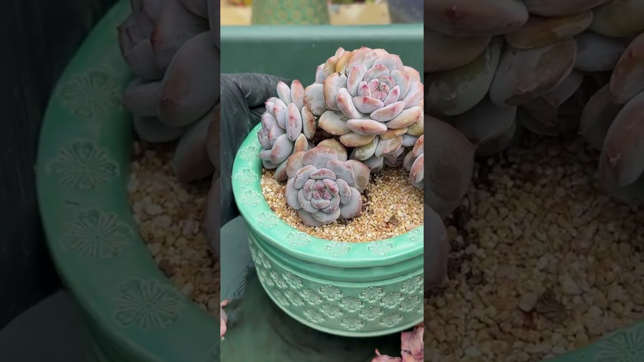 Executive Indoor Succulent Method 🌱 Precision Care for Modern Homes