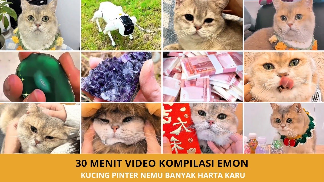 Emon Menemukan Harta Karun! 50 Video Kucing Lucu Paling Menghibur