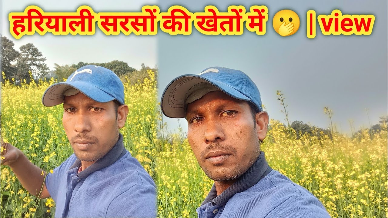 हारयाली सारसों के खेतों में | 🫢 haryali sarso ke khet ka view |