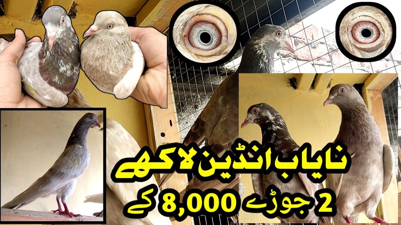 Nayaab indian Lakhy Kabootar || 📞0308-4755465 || 2 جوڑے 8,000 کے