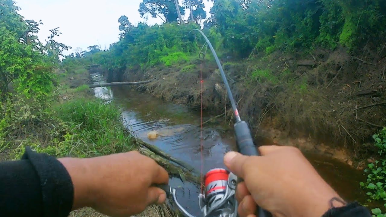 🔥MONSTER MUNCUL SAAT AIR SURUT! Sambaran Gabus Babon di Spot Pedalaman! 🤯