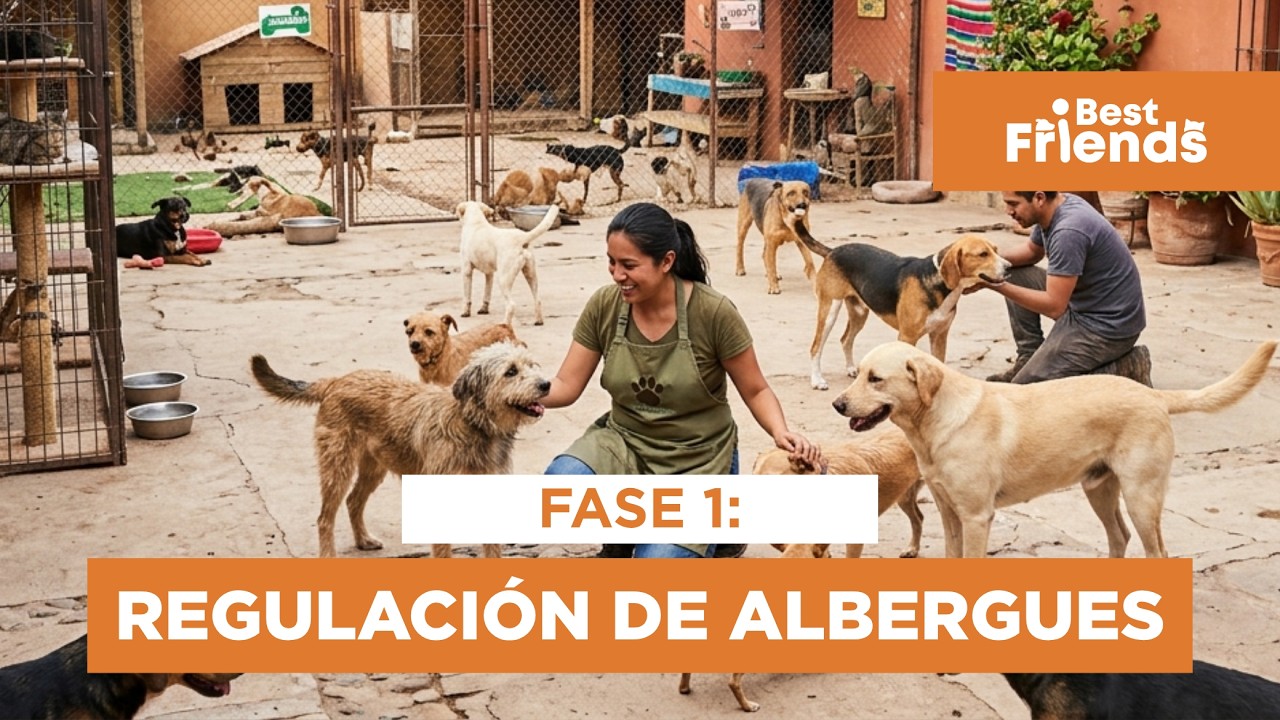Regulación de albergues, fase 1 | Discusión pública y bienestar animal