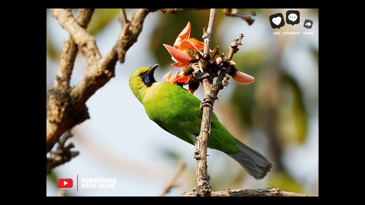 Kicauan Juara kicau Cucak ijo bongkar isian #kicaumania #burung #masteranburung #burungkicau #birds