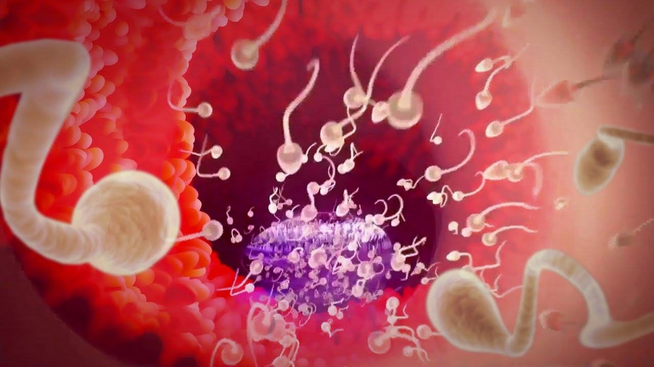 Así es el proceso de fecundación