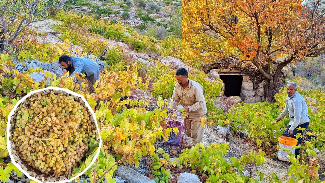 Rural Life in Bash Mountain,Estahban | Grape Harvesting, Making Coffee & Tea in a Traditional Hut 🍇☕