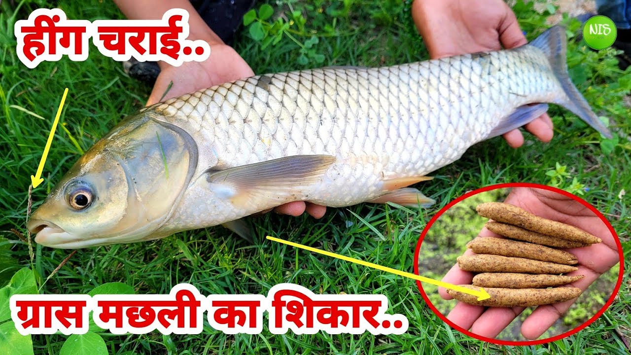 Garmi Aur Barsaat Mein Rohu Aur Grass Machhali Ka Shikar | Rohu Fishing Bait In Hindi