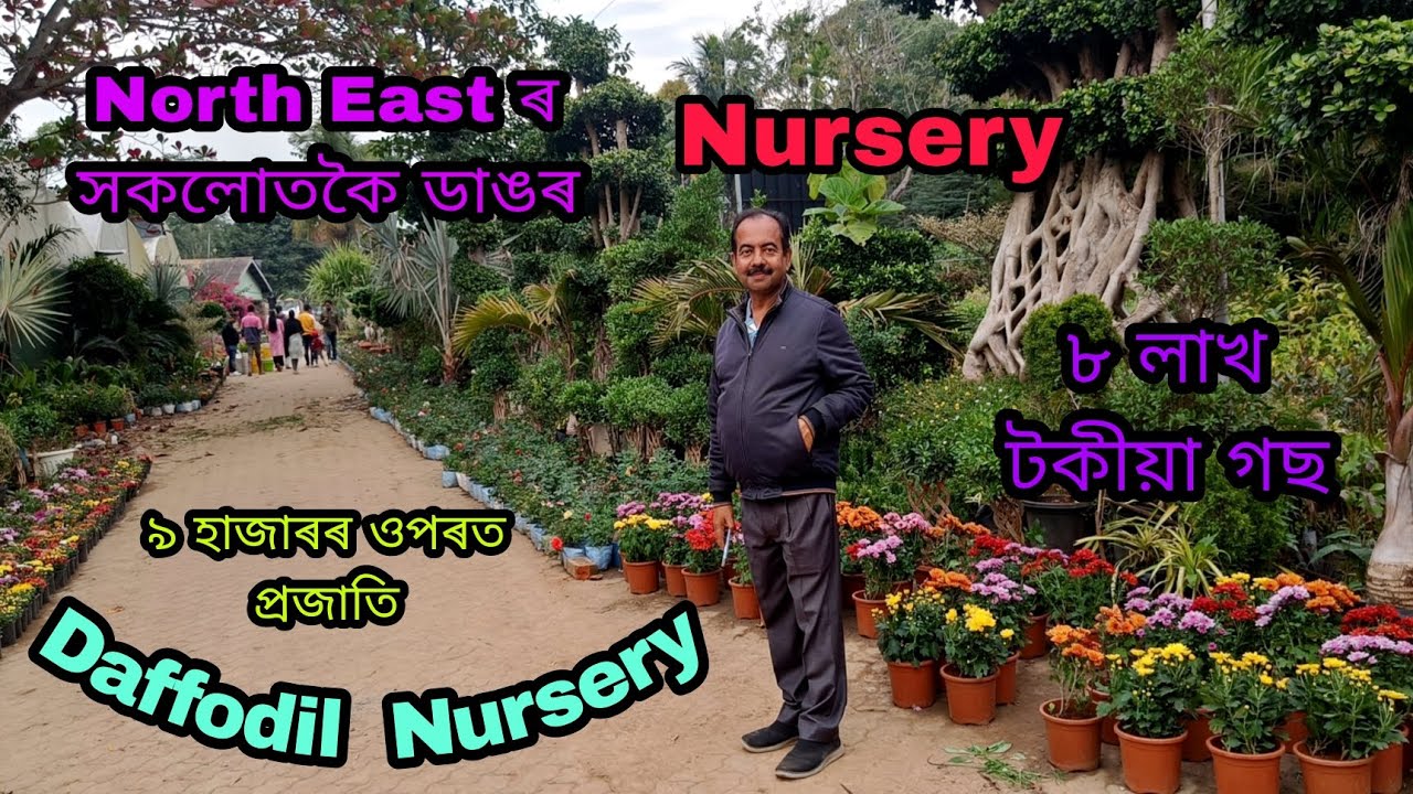 Daffodil Nursery Guwahati। North East ৰ সকলোতকৈ ডাঙৰ Nursery। Assam Nursery। Assam Biggest nursery।