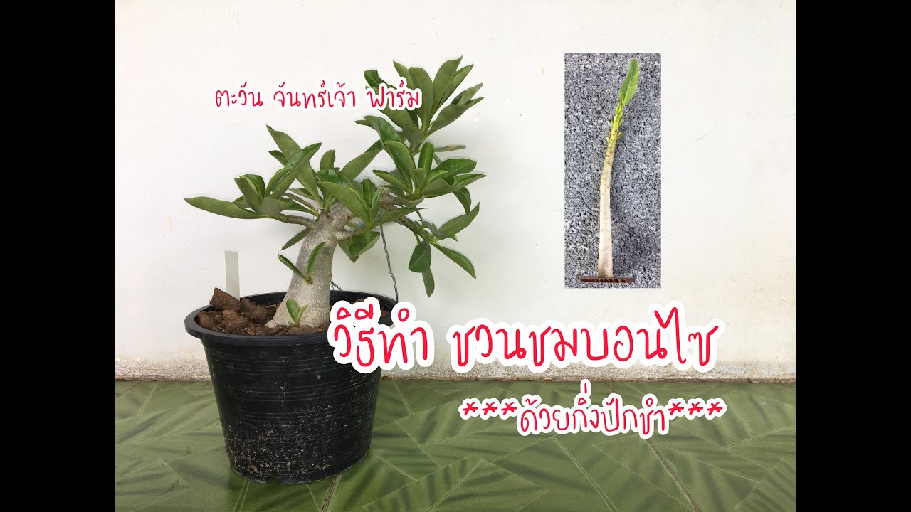วิธีทำ ชวนชมบอนไซ #ด้วยกิ่งปักชำ