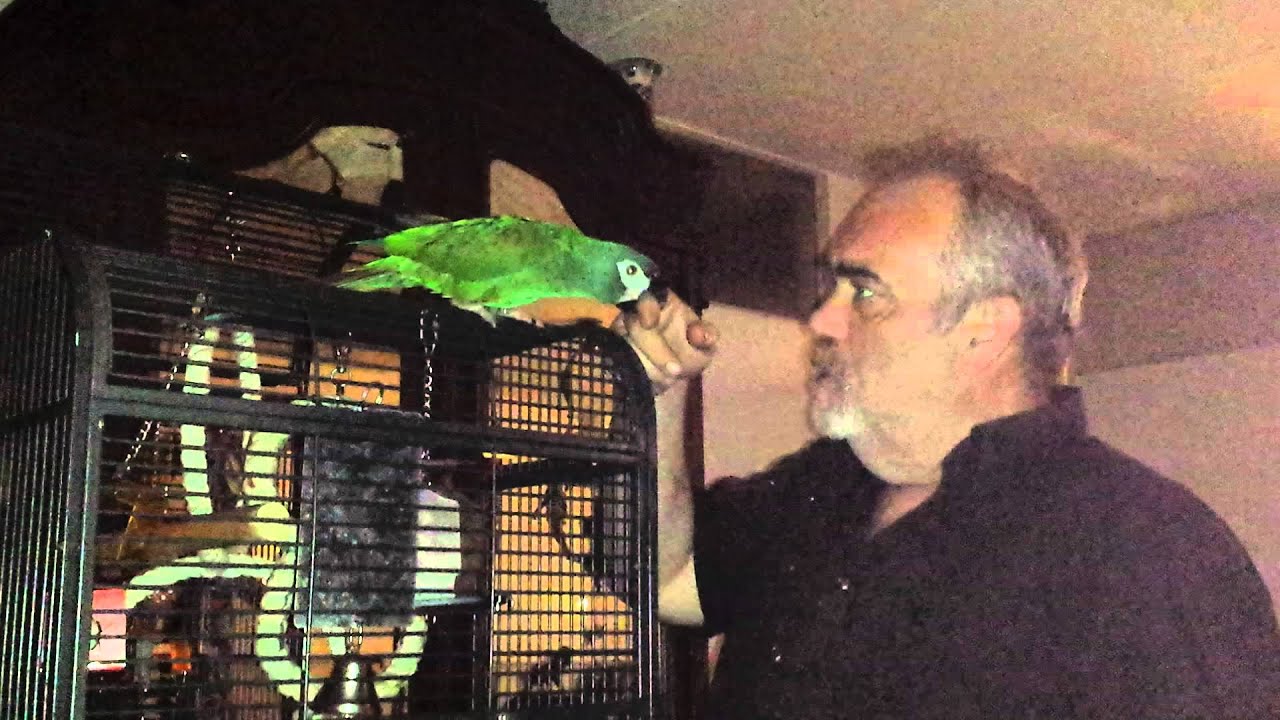 Rocky de pratende Ara Maracana