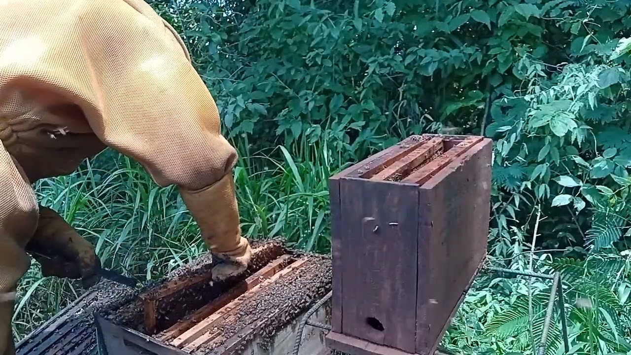 DIVISÃO DE ENXAME PARA CX NÚCLEO - APICULTOR INICIANTE