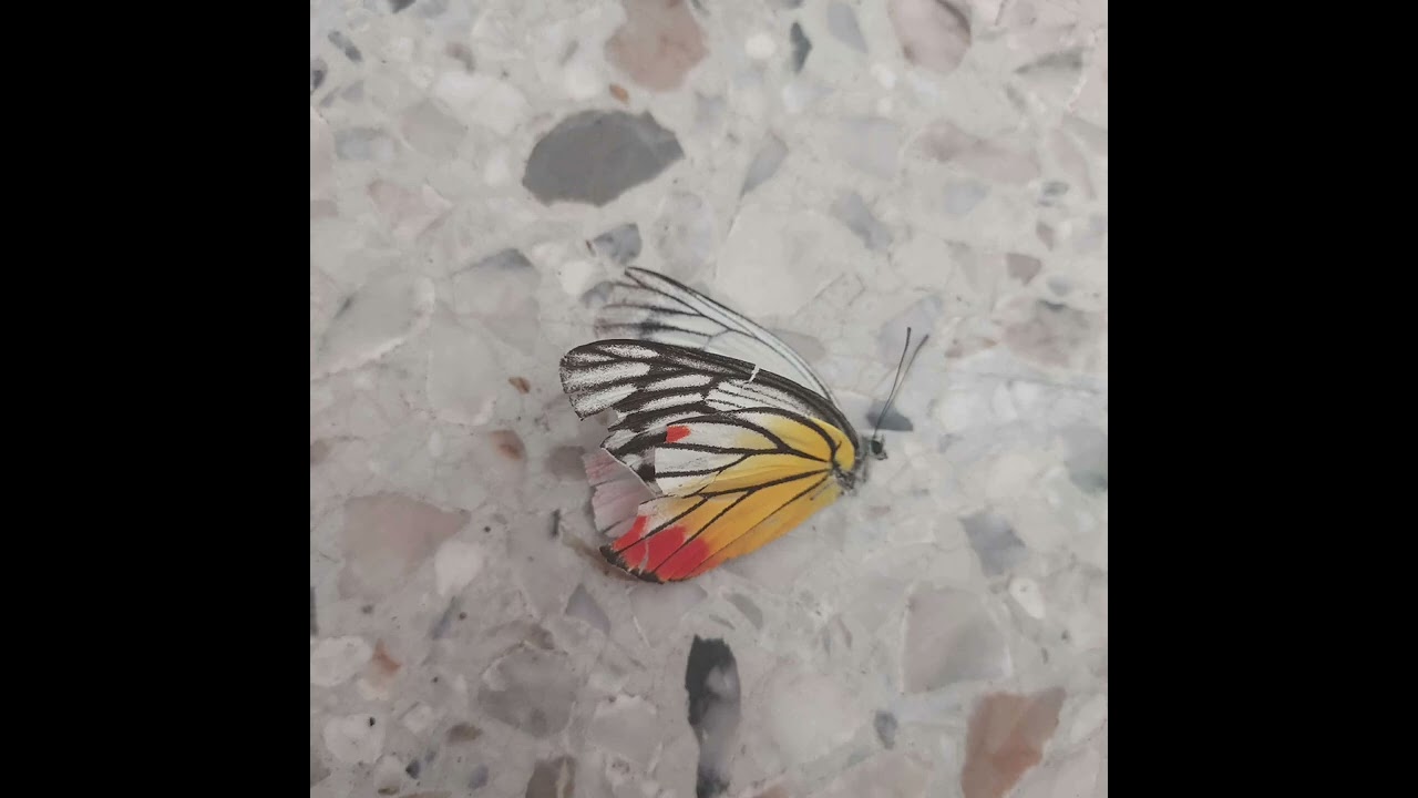 เธอยังมีฉัน - BoyIB [@Prod.KiaKung]