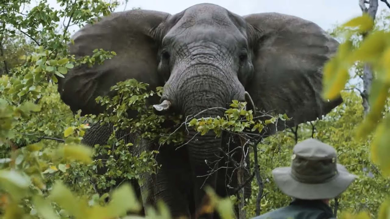 Inside The War on Elephants: 100,000 Lost to Poachers | Carter's War
