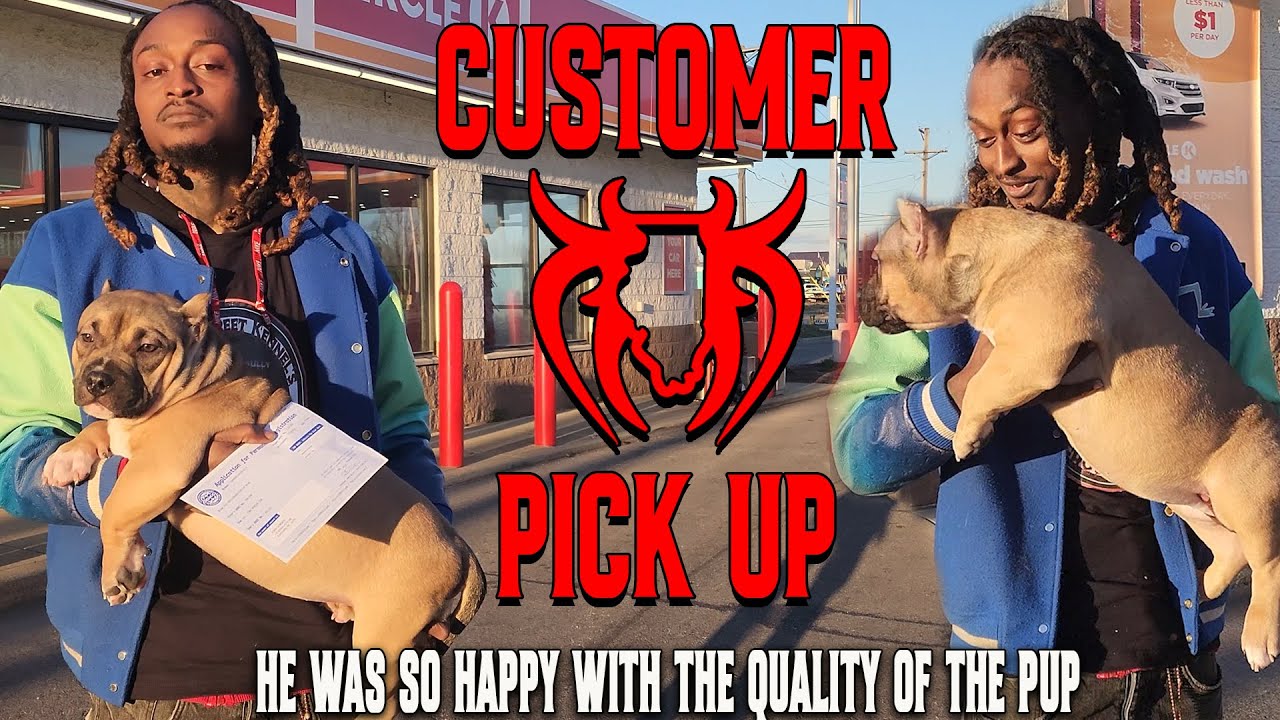 НАШ КЛИЕНТ ЗАБИРАЕТ СВОЕГО ЩЕНКА АМЕРИКАНСКОГО БУЛЛИ ИЗ ВСЕМИРНО ИЗВЕСТНОГО ПИТОМНИКА КИЛЛИНОЙС!!...