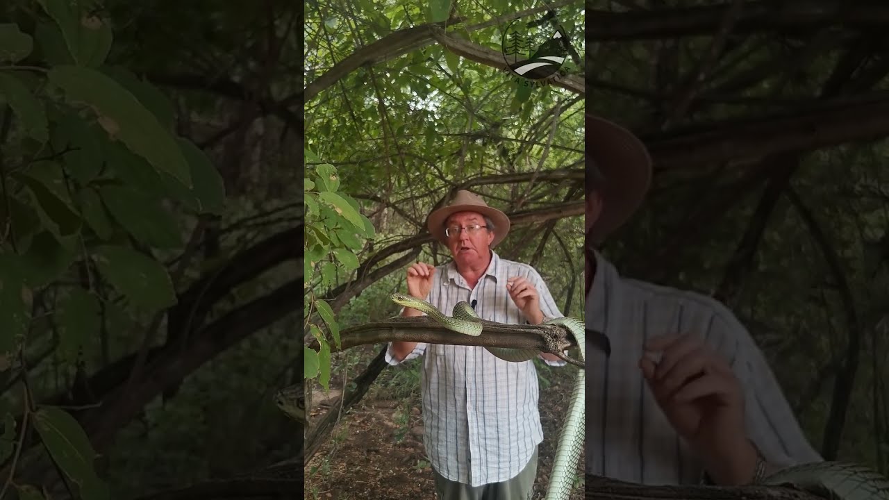 Смертельный взгляд бумсланга