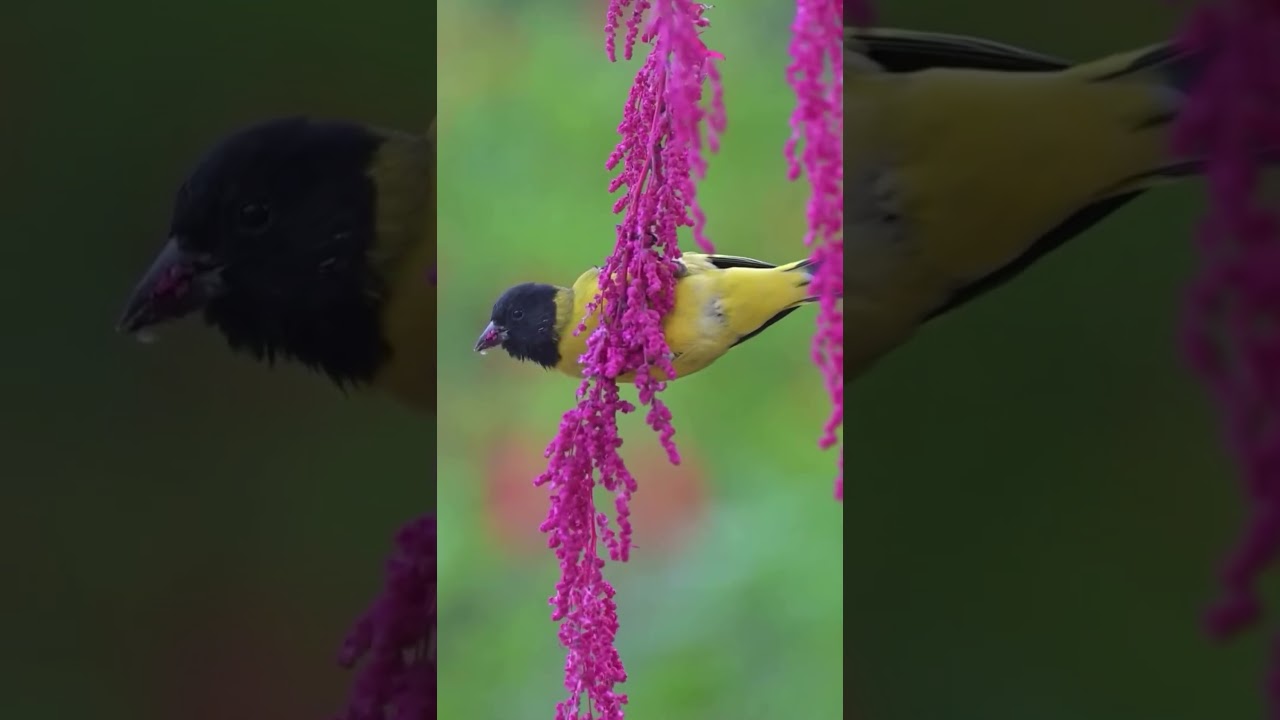 How to Attract More Birds to Your Backyard in 3 Easy Steps