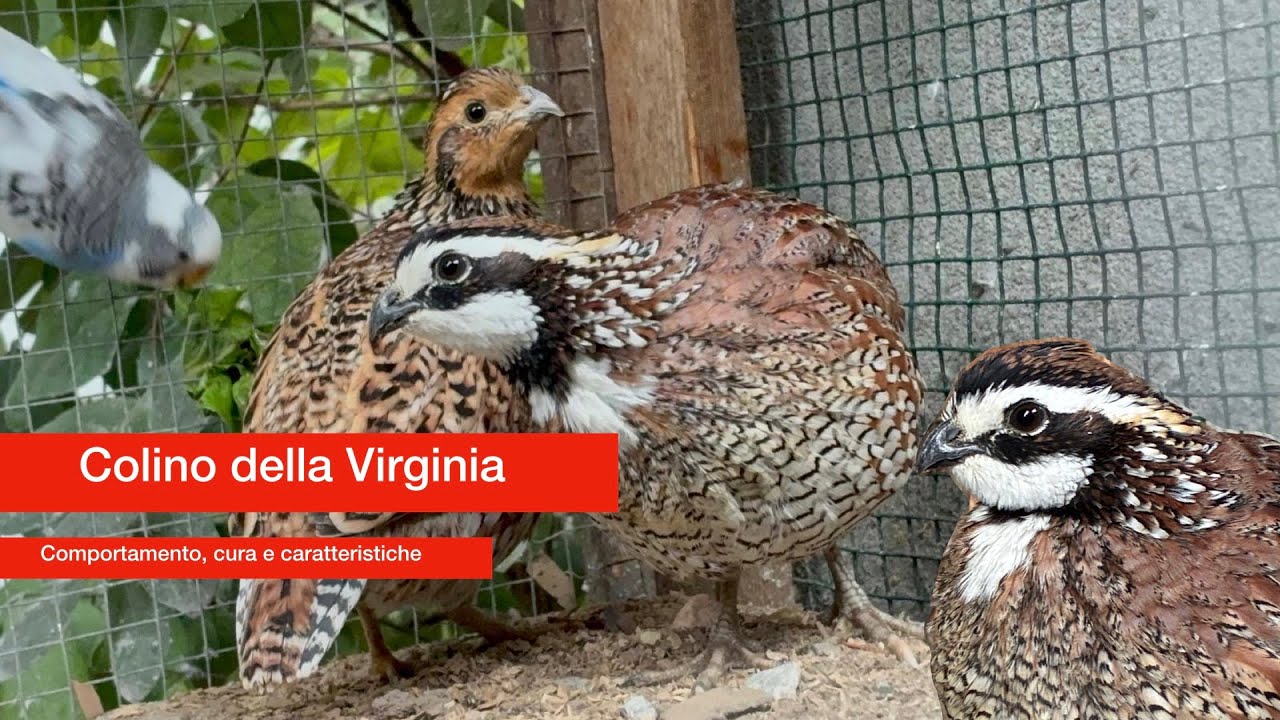 Colino della Virginia -informazioni, cura e caratteristiche della specie-