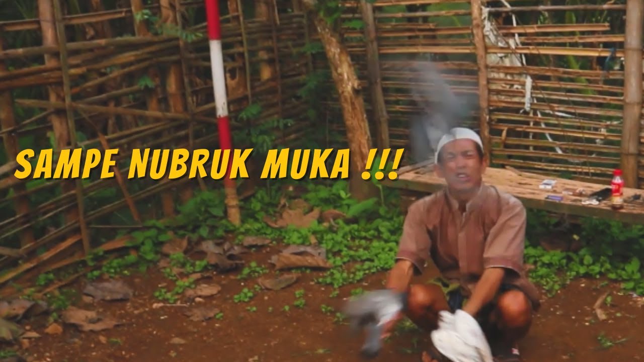 Hati-Hati Mbah Gon, Nih burung suka turun ga kontrol !!!