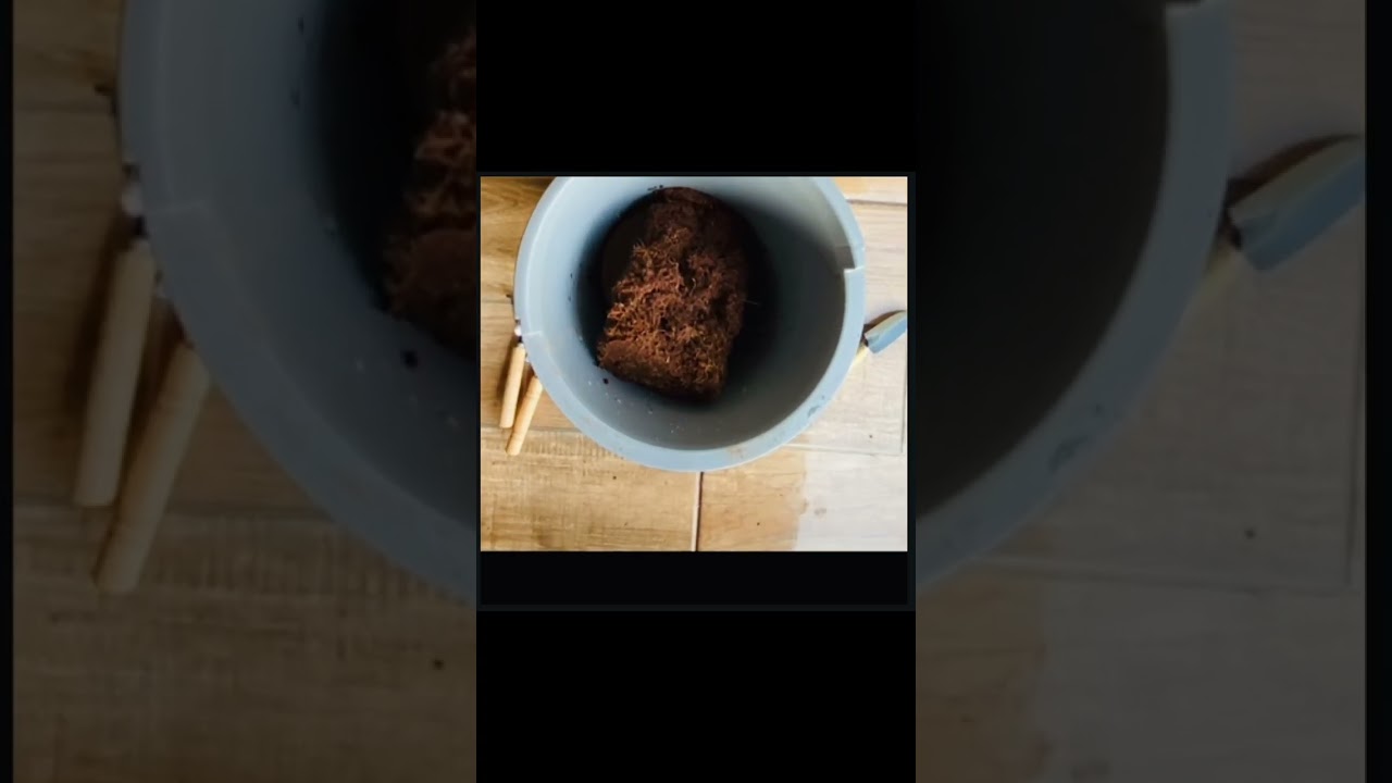 Substrato Soltinho em Minutos: Conhe&ccedil;a o P&oacute; de Coco Coquim