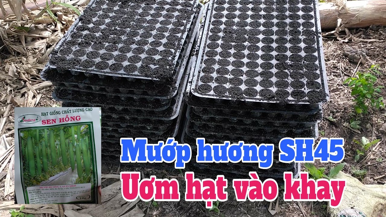 Kỹ thuật trồng mướp hương SH45: P4-Uơm hạt vào khay