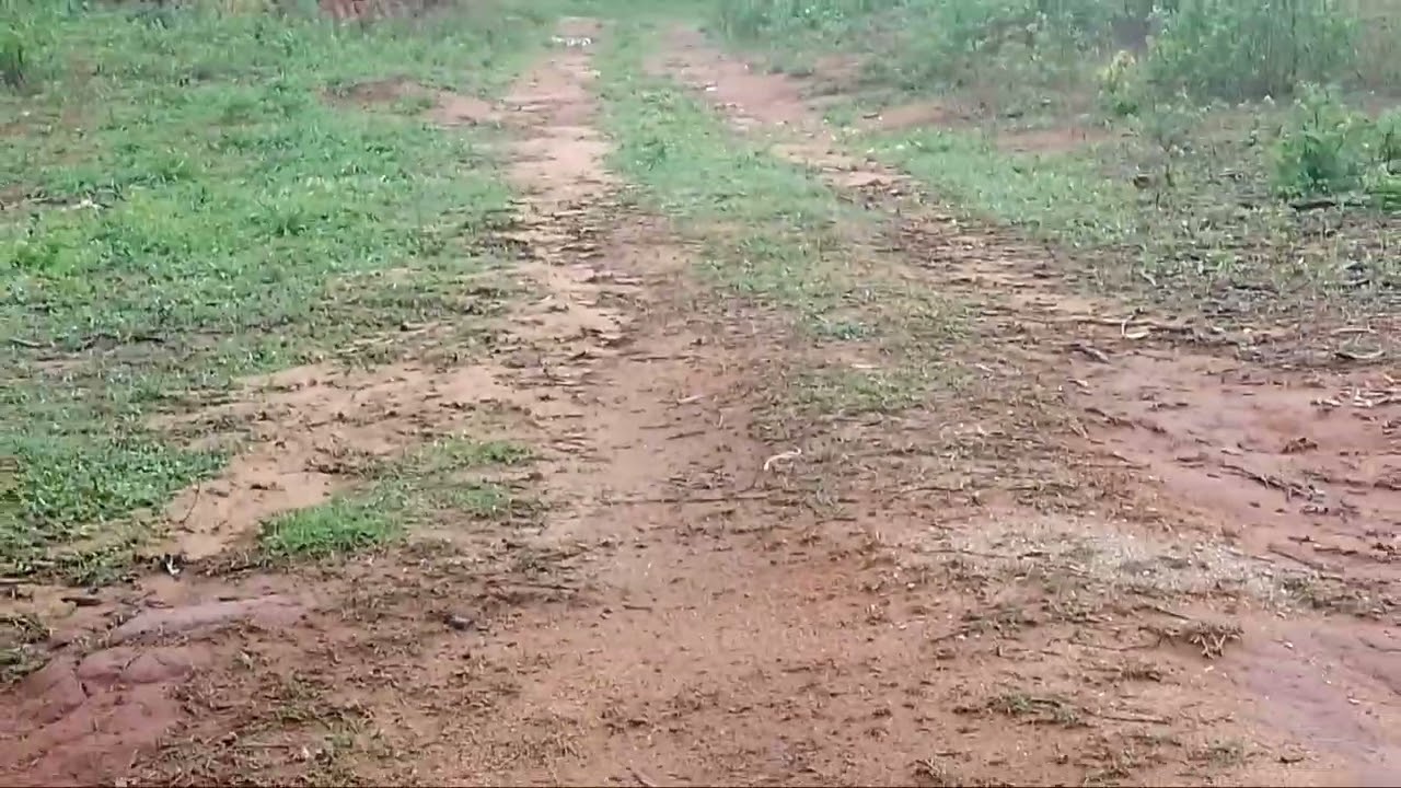 Chuva boa em Tavares-PB tudo Verde 