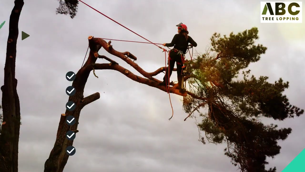 24 Hour Emergency Tree Services Brisbane | Storm Damage & Fallen Tree Response