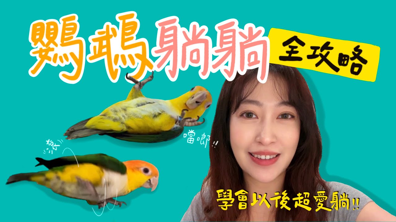 鸚鵡躺躺完整攻略-學會以後超愛躺