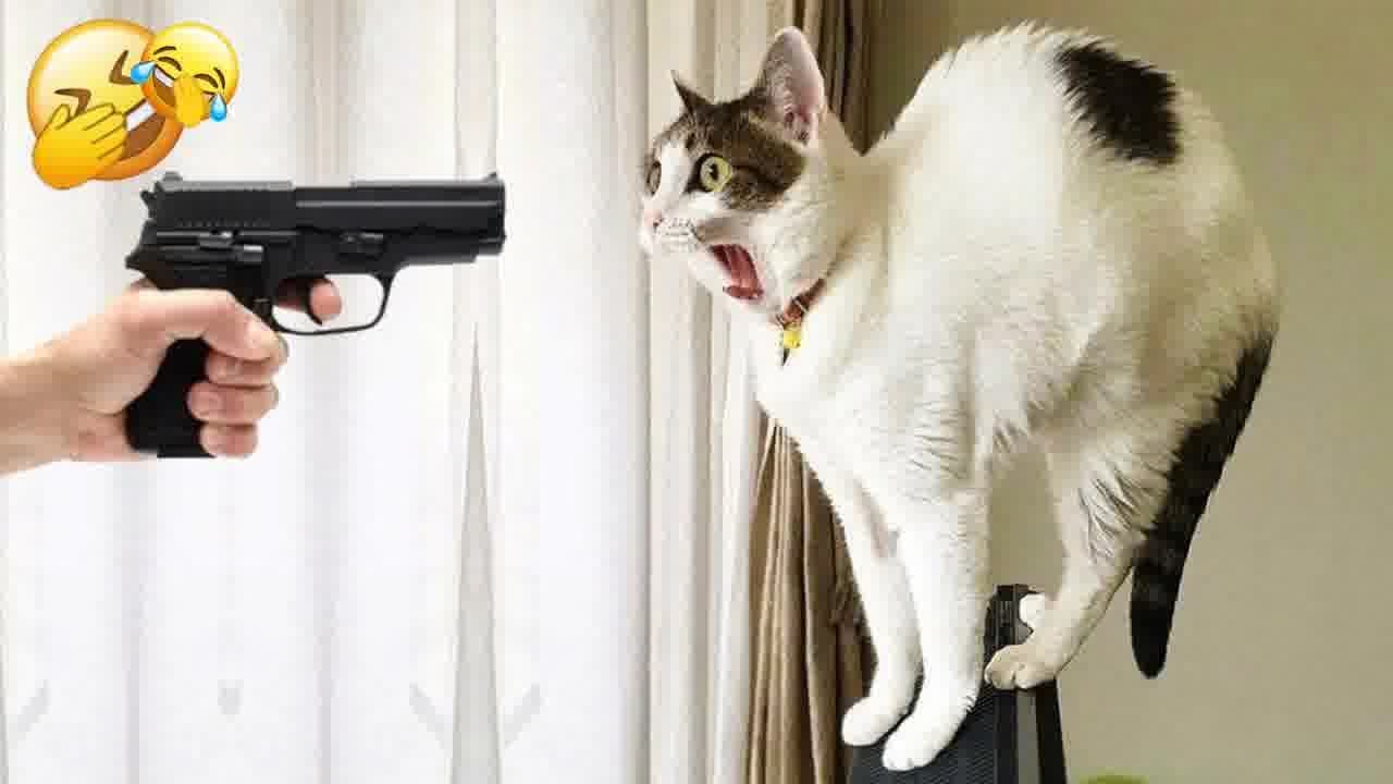 New Funny Animals 2024 😻🐶 Funniest Dogs and Cats 🤑