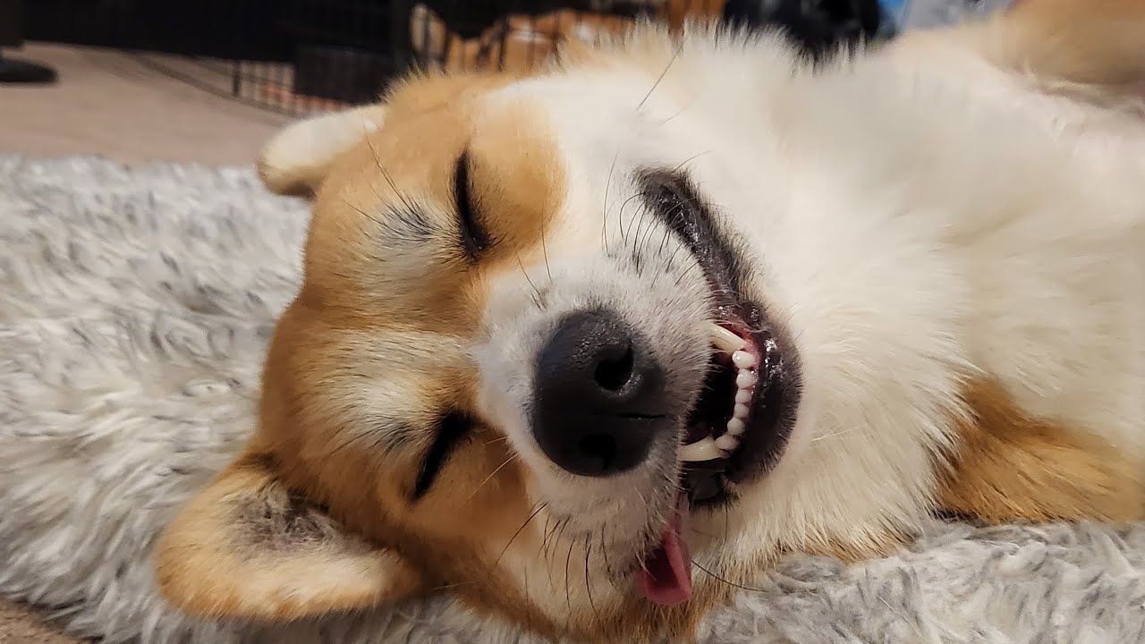 Corgi zoomies