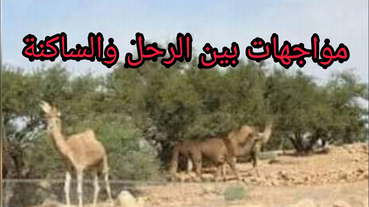 ايت بعمران على صفيح ساخن في مواجهة الرعاة الرحل.