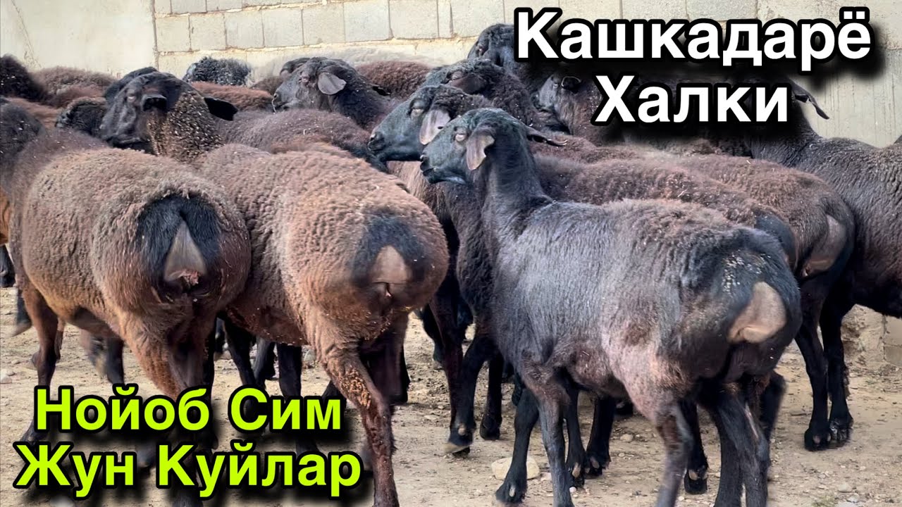 Баракали Куйлар! ☎️+998 77 160 2198 ☎️+998 95 788 4696