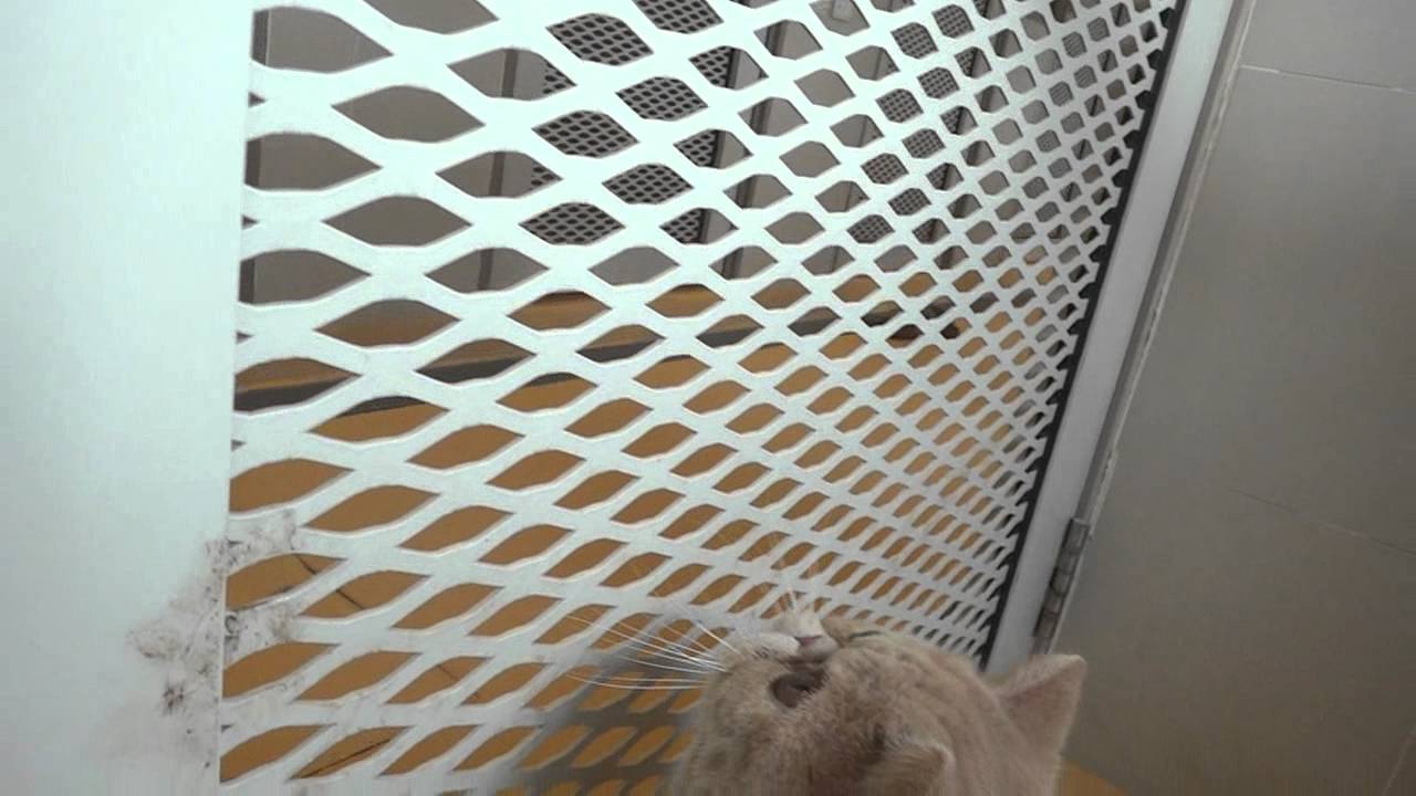 Exotic Shorthair Cat 10th Day Quarantine!