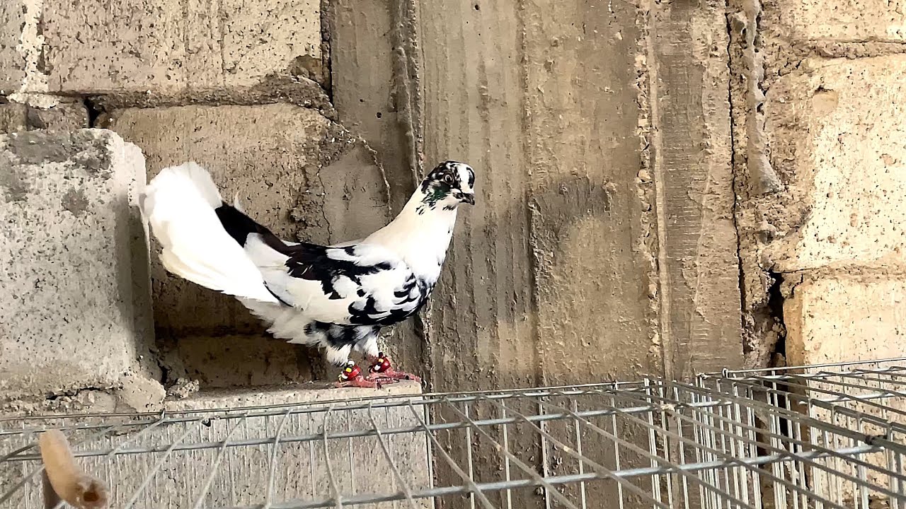 جبنا طيور جديدة 🔥وشو بعنا شاهد للنهاية 