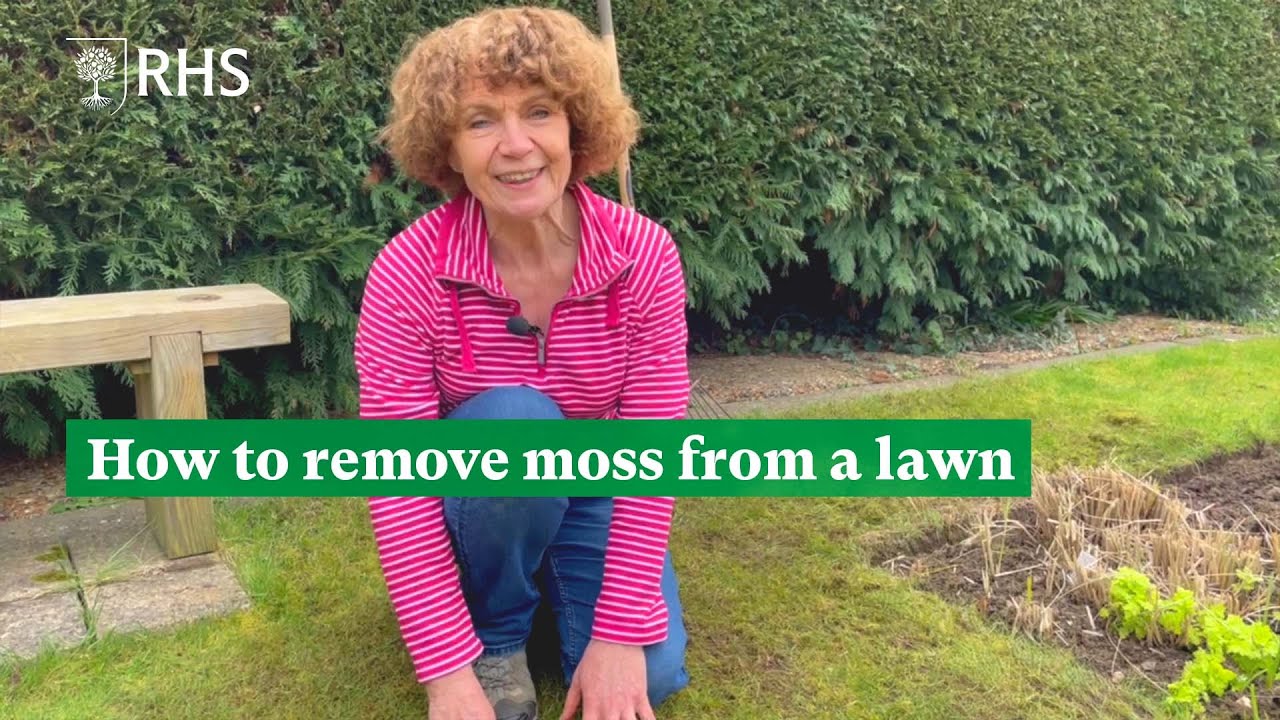 How to remove moss from a lawn | The RHS