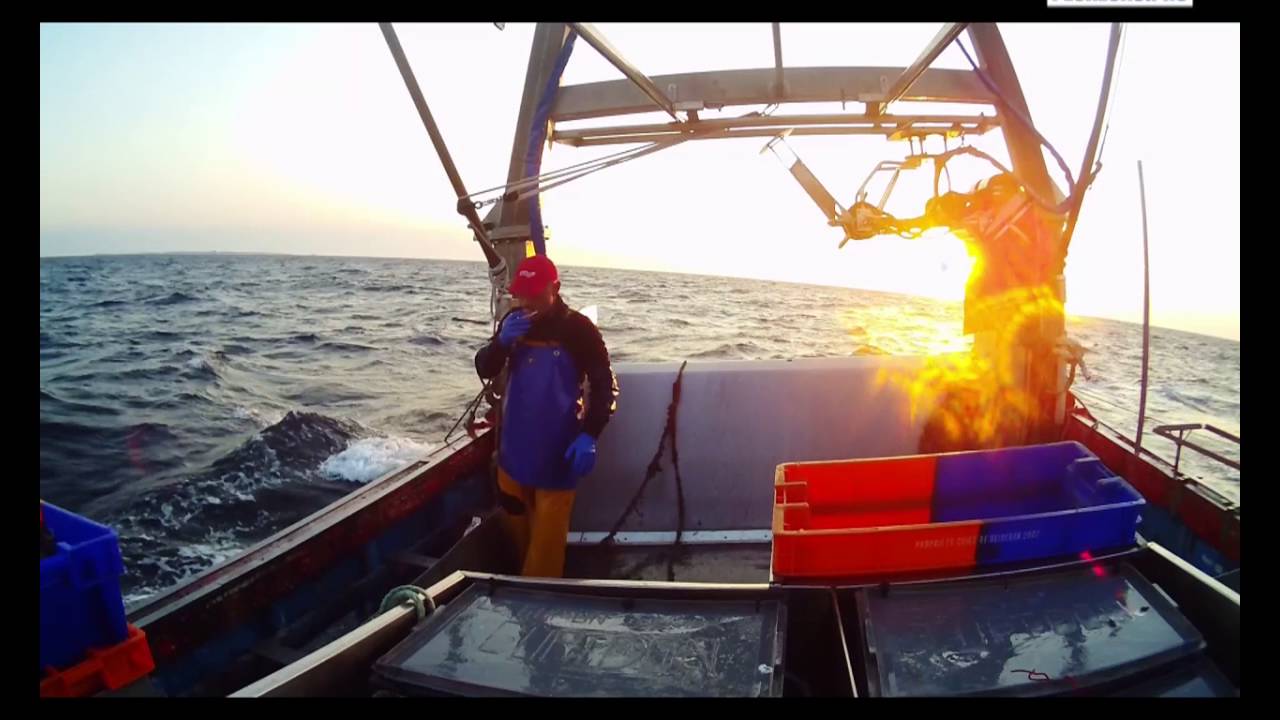 Qualité Pêcheurs Pro. LE CUPIDON. Tourteaux et Homards