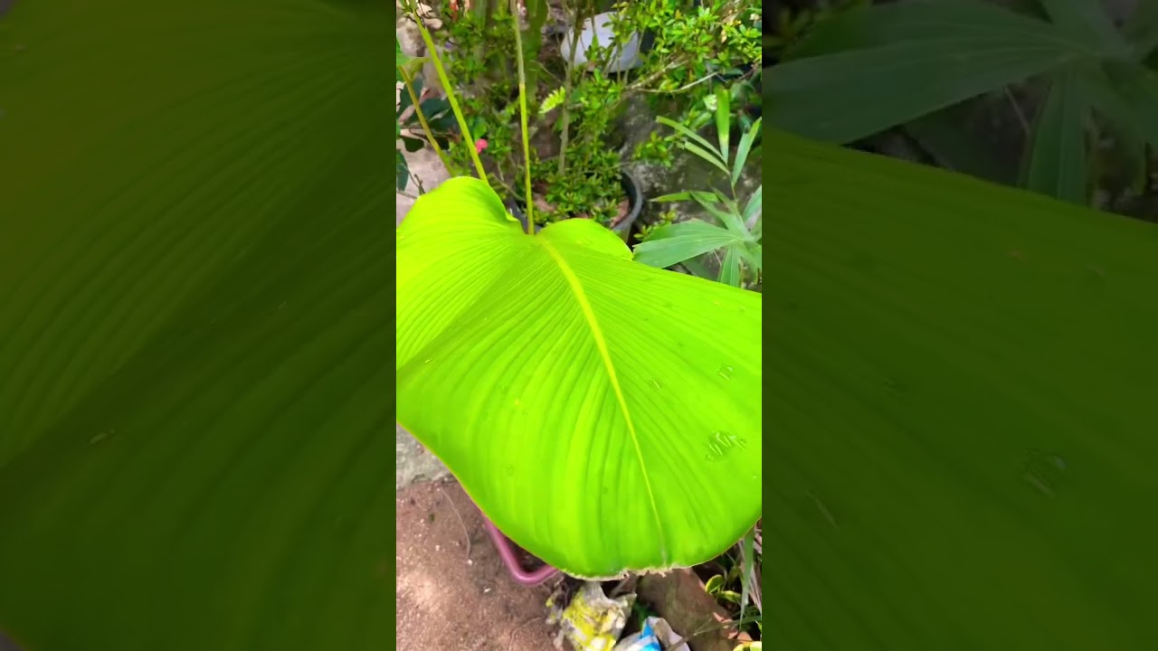 Calathiya lutia plant. Landscaping plants for the garden