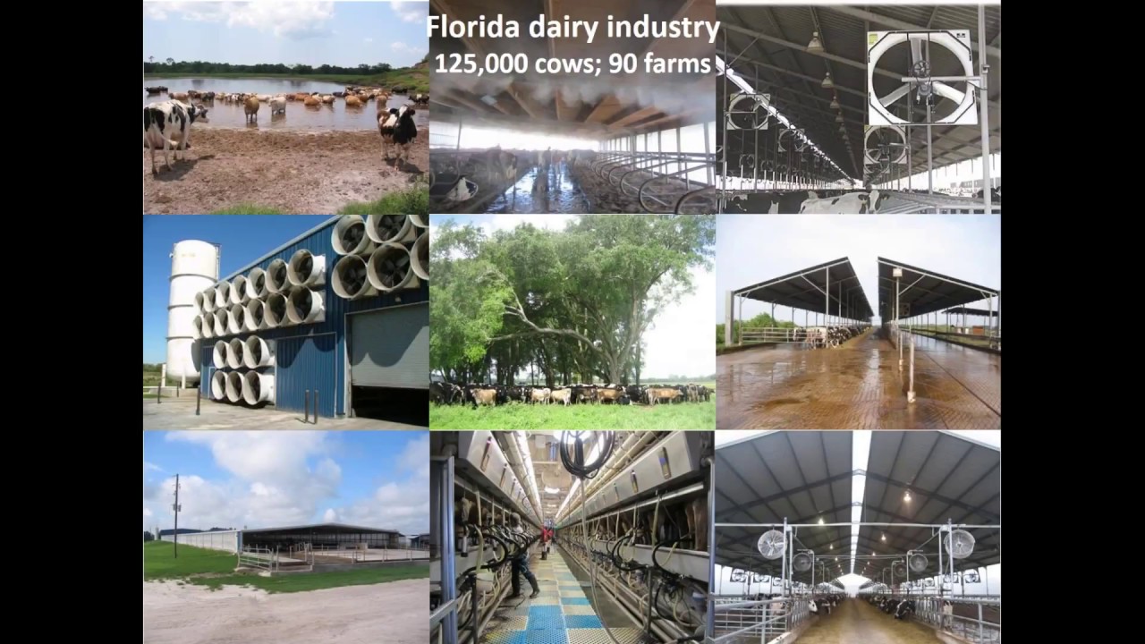 EuroDairy webinar - Managing heat stress in dairy cattle