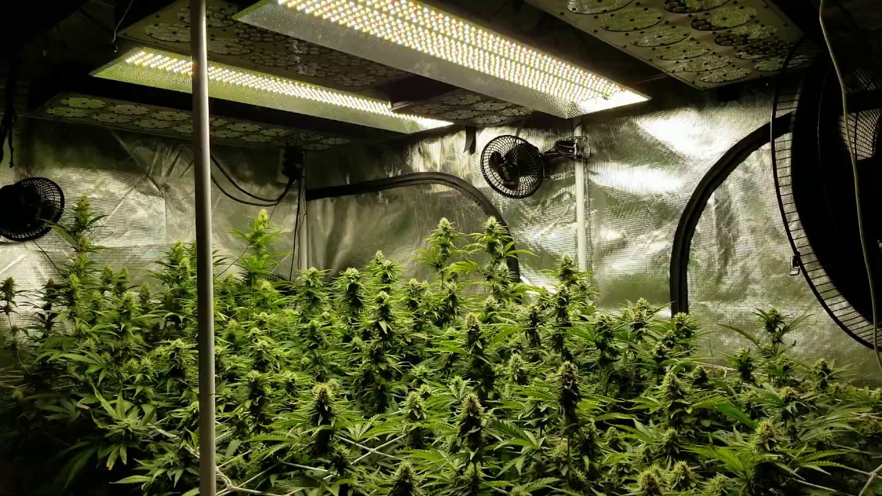 Mars Hydro tsl 2000 /Destiny grow systems week 4