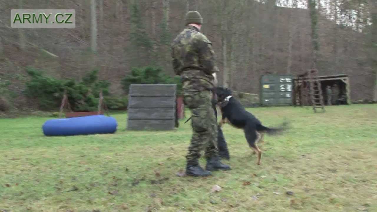 Konkurz na psí vojáky - výběr služebních psů AČR (HD kvalita)