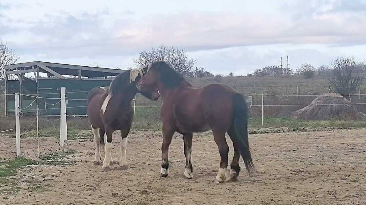 Мальчишки играются, целуются и кусаются😜 Конные прогулки Анапа @https://vk.ru/horse_walks_anapa
