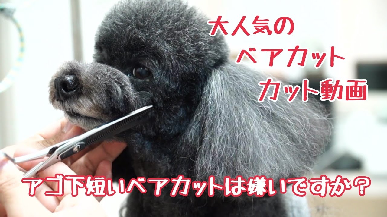 ドッグサロンPAPA　トリミング動画　プードル・ベアカット　2019/11