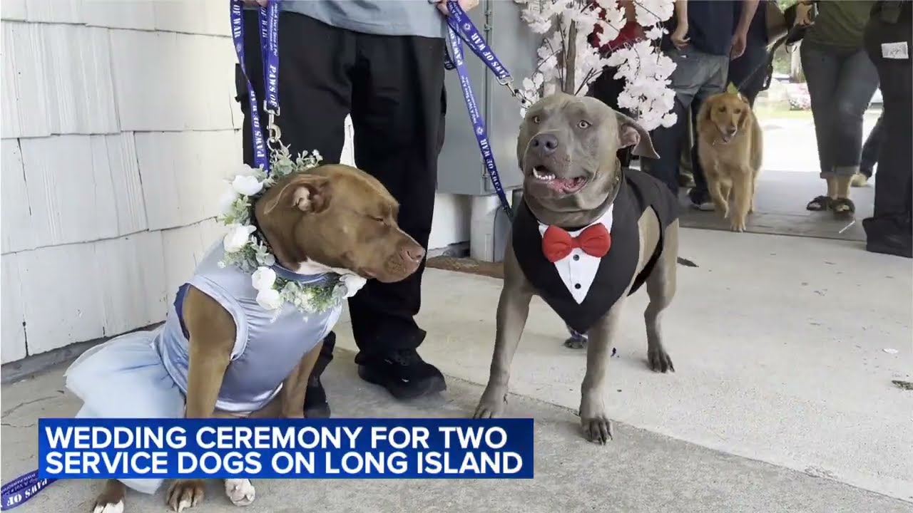 Wedding ceremony for two service dogs on Long Island