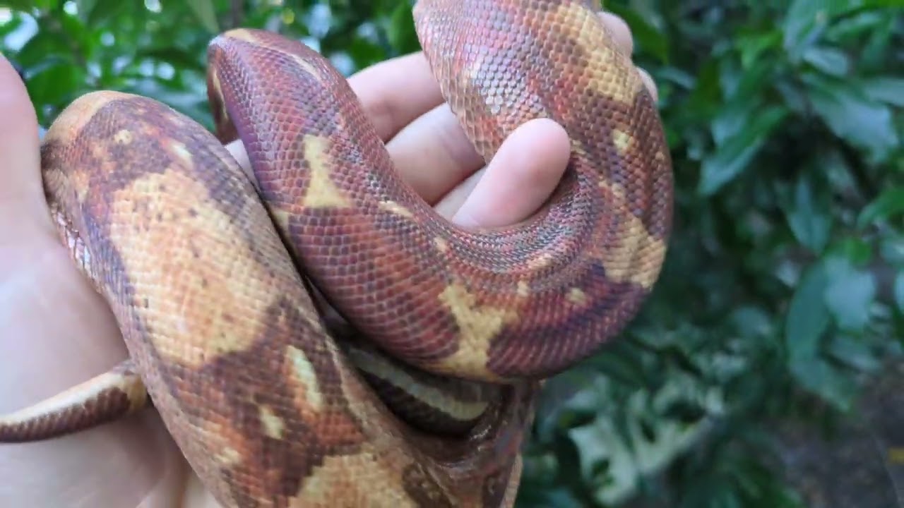 Hypo T+ Albino Nicaraguan Boa Constrictor ~2.5 Years Old